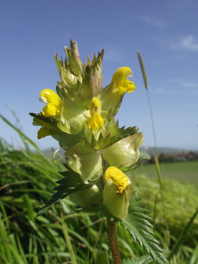Yellow rattle